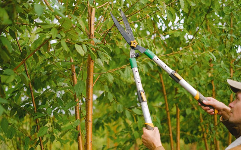 Tree trimming in Neshkoro, WI